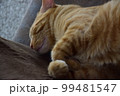 ねこ 99481547