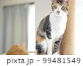 ねこ 99481549