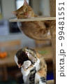 ねこ 99481551