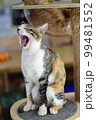 ねこ 99481552