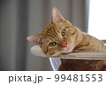 ねこ 99481553