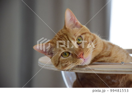 ねこ 99481553
