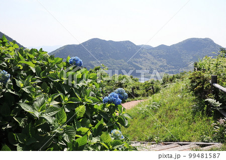 初夏の飯盛山の景色 初夏の飯盛山の景色 99481587