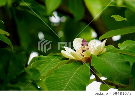 ホオノキの大きな花と輪生状の葉【朴葉】モクレン科の写真素材