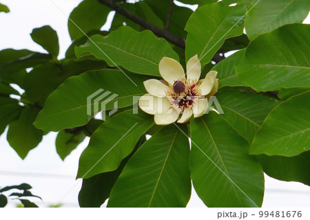 輪生状の葉の中心に咲くホオノキの花【朴葉】モクレン科 99481676