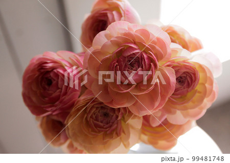 春の花　ラナンキュラス 99481748