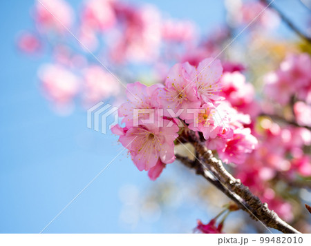 沖縄の緋寒桜 99482010
