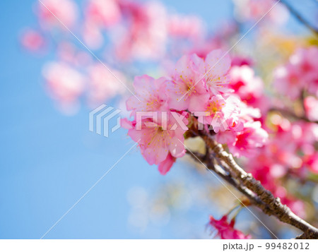 沖縄の緋寒桜 99482012