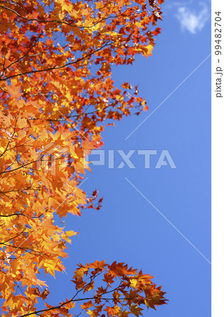 紅葉を見上げる（空バック） 99482704