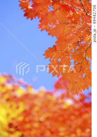 紅葉を見上げる(空バック) 紅葉を見上げる(空バック) 99482706