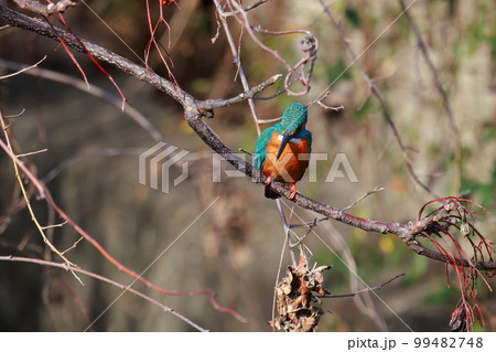 獲物を狙うカワセミ 99482748