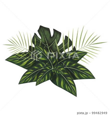 Composition Tropic variegated leaves Monstera watercolor isolated on white. Watercolor hand drawn botanical llustration 99482949