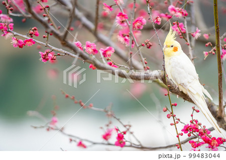 愛知県知多市　佐布里池の湖畔の紅梅の枝に留まる白いオカメインコ 99483044