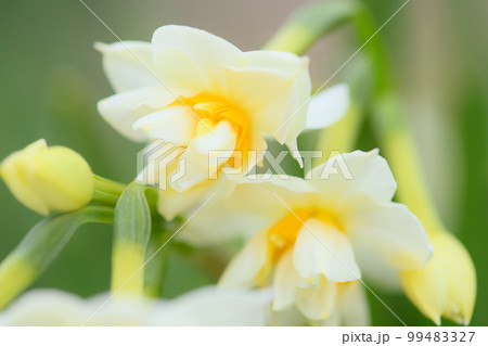 公園のスイセン 99483327