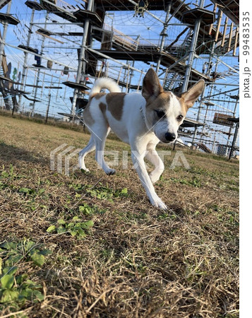 芝生を駆け回って遊ぶ保護犬 99483535