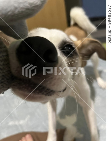 おもちゃのぬいぐるみを奪い合うバトルをする保護犬 (アップ画) おもちゃのぬいぐるみを奪い合うバトルをする保護犬 (アップ画) 99483537