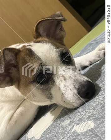 オヤツがある方向に狙いを定める保護犬 99483538