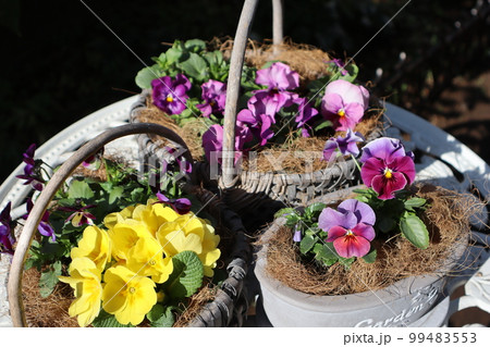 花の寄せ植え&花の寄せ鉢 花の寄せ植え&花の寄せ鉢 99483553
