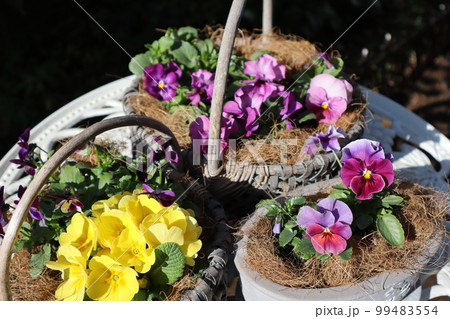 春の花寄せ植え&寄せ鉢 春の花寄せ植え&寄せ鉢 99483554