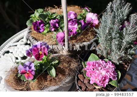 春の花寄せ植え&寄せ鉢 春の花寄せ植え&寄せ鉢 99483557
