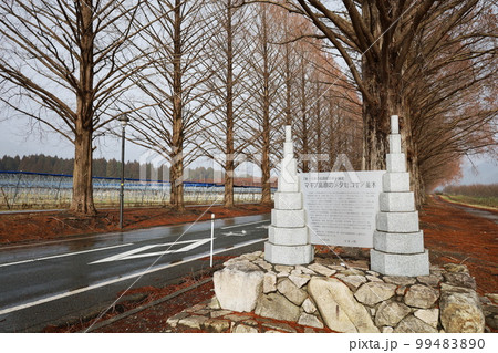 巨大メタセコイヤ 99483890