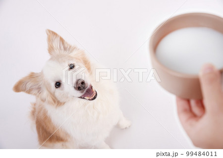 ペット用ミルクを目の前におすわりして待つイエローのボーダーコリー ペット用ミルクを目の前におすわりして待つイエローのボーダーコリー 99484011