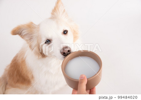 ペット用ミルクを目の前におすわりして待つイエローのボーダーコリー ペット用ミルクを目の前におすわりして待つイエローのボーダーコリー 99484020