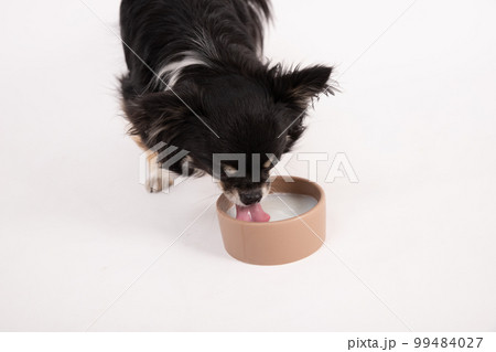 ペット用ミルクを飲むブラックタンのロングコートチワワ ペット用ミルクを飲むブラックタンのロングコートチワワ 99484027