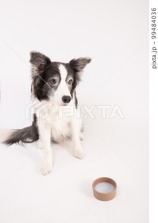 ペット用ミルクを目の前におすわりをして待つボーダーコリー ペット用ミルクを目の前におすわりをして待つボーダーコリー 99484036