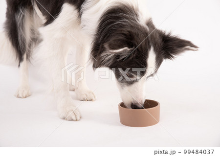 白い背景でペット用ミルクを飲むボーダーコリー 白い背景でペット用ミルクを飲むボーダーコリー 99484037