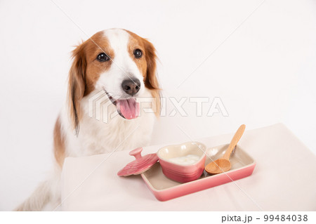 無糖のヨーグルトを目の前に待つコーイケルホンディエ 無糖のヨーグルトを目の前に待つコーイケルホンディエ 99484038