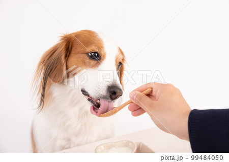 無糖のヨーグルトをスプーンで食べさせてもらうコーイケルホンディエ 無糖のヨーグルトをスプーンで食べさせてもらうコーイケルホンディエ 99484050