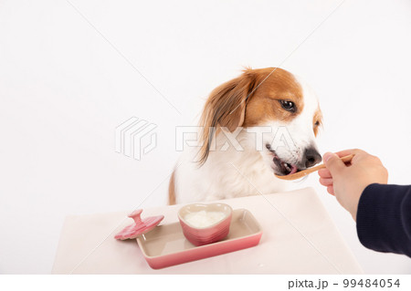 無糖のヨーグルトをスプーンで食べさせてもらうコーイケルホンディエ 99484054