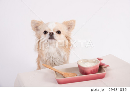 無糖のヨーグルトを目の前に待つロングコートチワワ 無糖のヨーグルトを目の前に待つロングコートチワワ 99484056