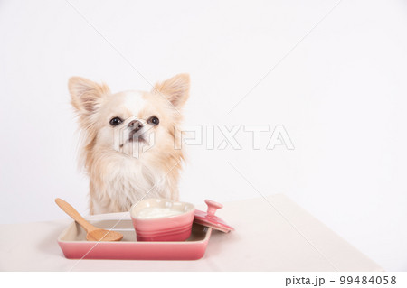 無糖のヨーグルトを目の前に待つロングコートチワワ 無糖のヨーグルトを目の前に待つロングコートチワワ 99484058