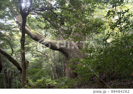 立花山城の大クス 99484262