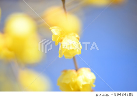 府中市郷土の森博物館のロウバイ 99484289