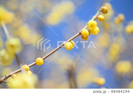 府中市郷土の森博物館のロウバイ 99484294