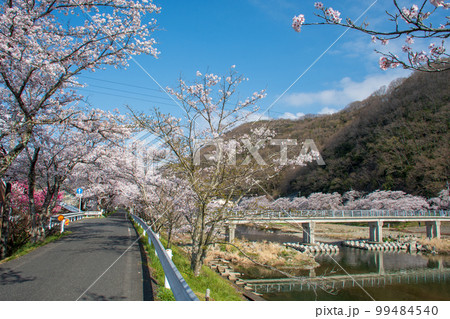 岡山県の桜の名所・井原堤　二キロ続く桜のトンネルは憩いの散歩道 99484540