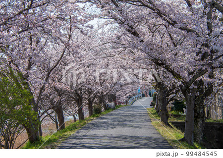 岡山県の桜の名所・井原堤　二キロ続く桜のトンネルは憩いの散歩道 99484545