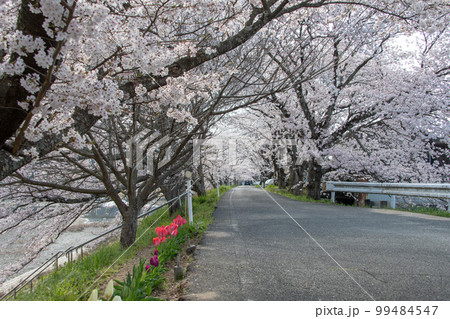 岡山県の桜の名所・井原堤　二キロ続く桜のトンネルは憩いの散歩道 99484547