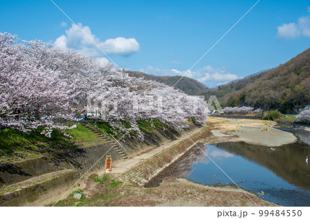 岡山県の桜の名所・井原堤を桜橋から見る 99484550