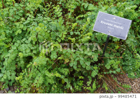 Sanguisorba minor, is an important medicinal and medicinal plant. Sanguisorba minor, is an important medicinal and medicinal plant. 99485471