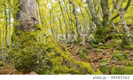 Hayedo de la Pedrosa Beech Forest, Spain Hayedo de la Pedrosa Beech Forest, Spain 99485562