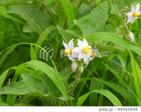 ワルナスビ(野草)の白い花 ワルナスビ(野草)の白い花 99485608