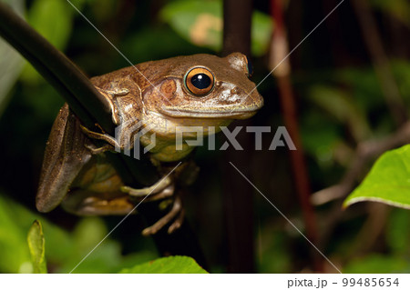 Madagascan Treefrog, Boophis madagascariensis, frog from Andasibe-Mantadia National Park, Madagascar wildlife 99485654