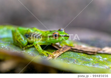Guibemantis pulcher, Andasibe-Mantadia National Park, Madagascar wildlife 99485656