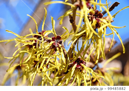 マンサク(満作) マンサク(満作) 99485882