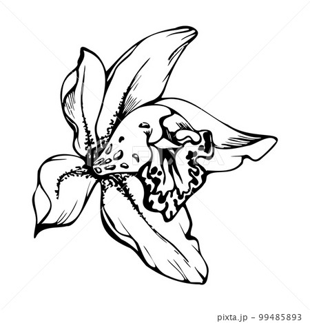 Orchid Tattoos | Tattoofanblog