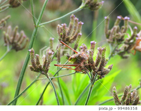 ダキバアレチハナガサを食べるキリギリス(昆虫) ダキバアレチハナガサを食べるキリギリス(昆虫) 99486358